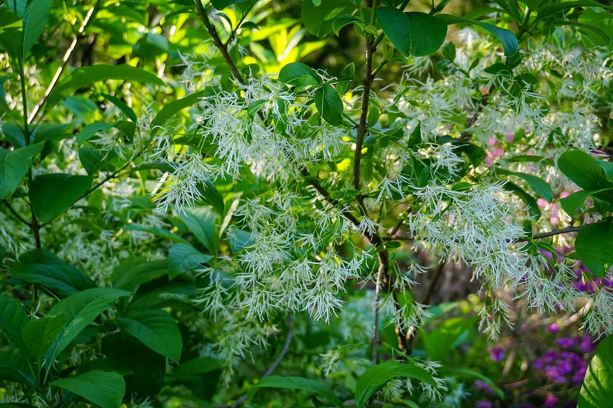 Fringe Tree - Chionanthus virginicus