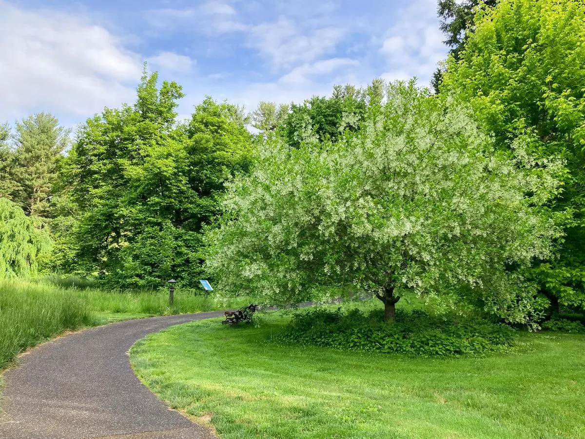 Fringe Tree - Chionanthus virginicus