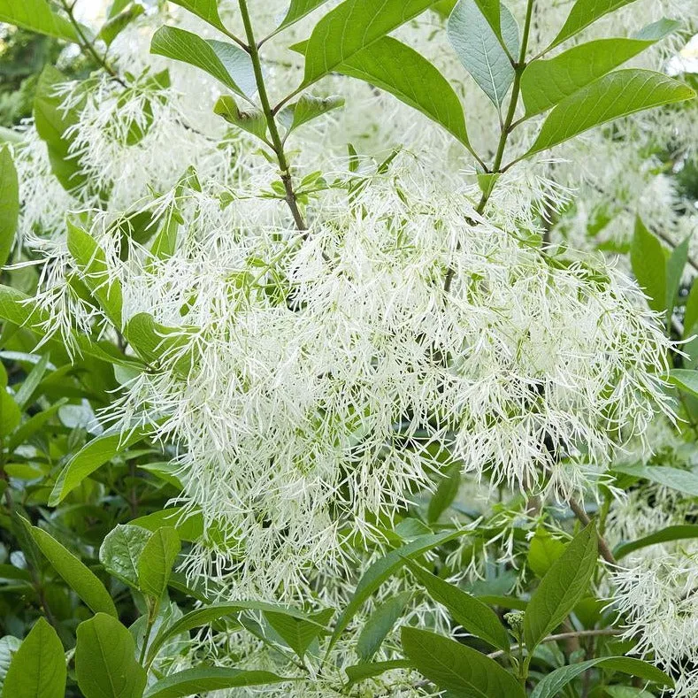 Fringe Tree - Chionanthus virginicus