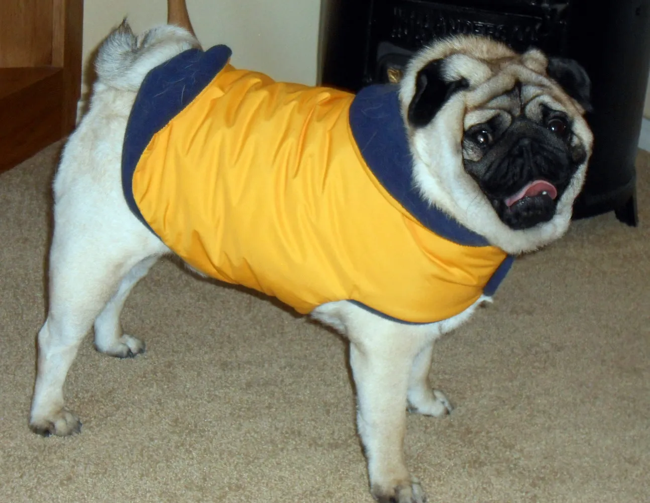 Insulated Winter Coat for Pugs: Navy Blue Snow Patrol